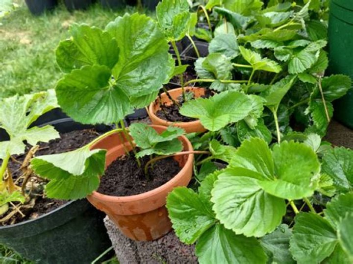 Strawberry 2022 Page 3 TheEasyGarden Easy, Fun, & Fulfilling