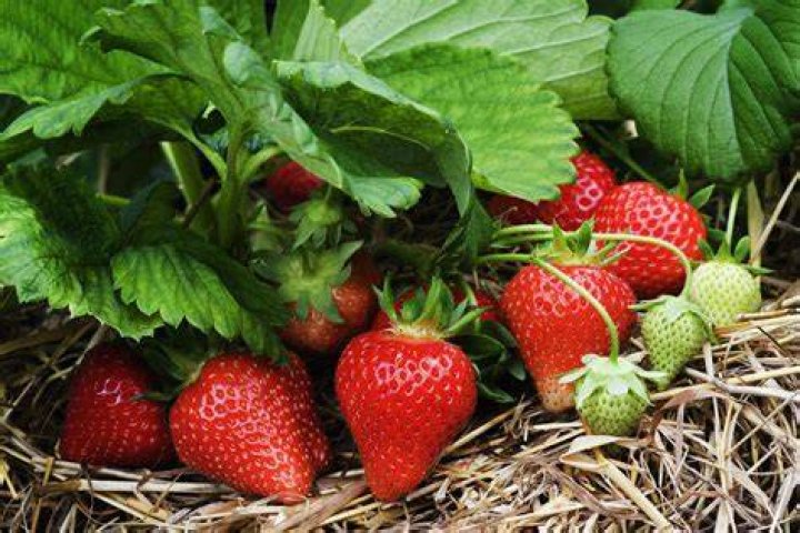Strawberry Plant Free Stock Photo Public Domain Pictures