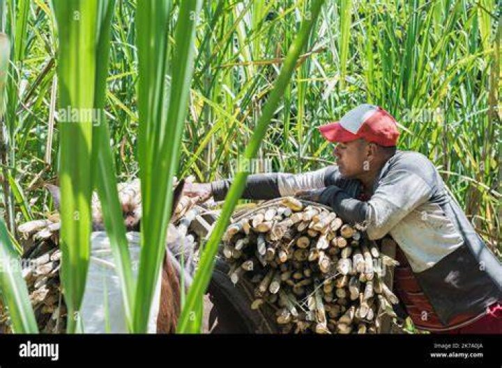 This Farmer Is Producing and Reviving Sagada's Prized Meat F&B Report