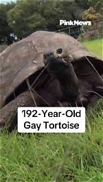 This Tortoise on Tiktok Only Attracts Black Shoes – Why?