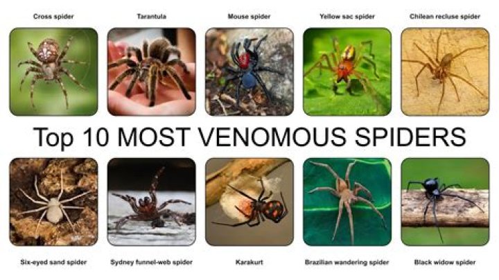 Top 10 Most Poisonous Spiders in The Whole World
