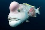 Top 10 Ugly Fish: the Weirdest-Looking Sea Creatures in the World