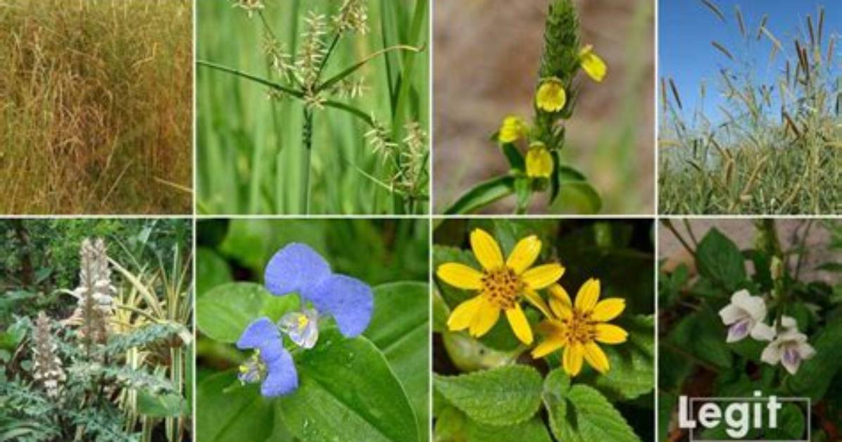 Top 20 Common Weeds in Nigeria Every Citizen Should Know