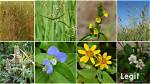 Top 20 Common Weeds in Nigeria Every Citizen Should Know