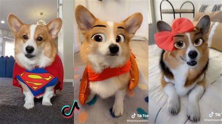Ultimate Hammy & Olivia TikTok Videos 2022 New Hammy and Olivia