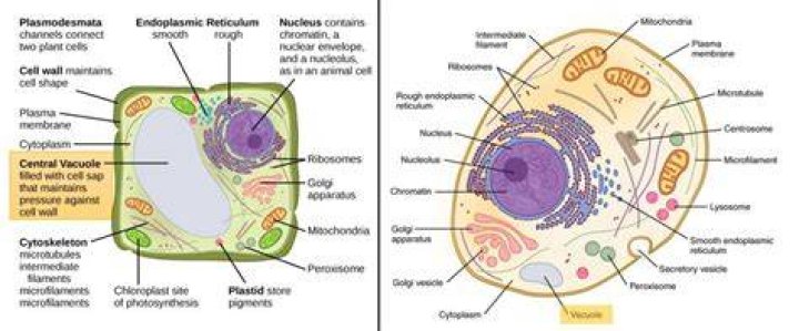 Vacuoles &mdash; Structure & Function Expii