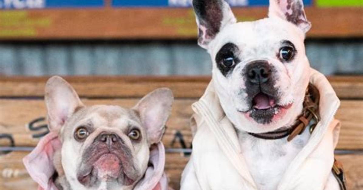 Walter Geoffrey the Frenchie