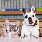 Walter Geoffrey the Frenchie
