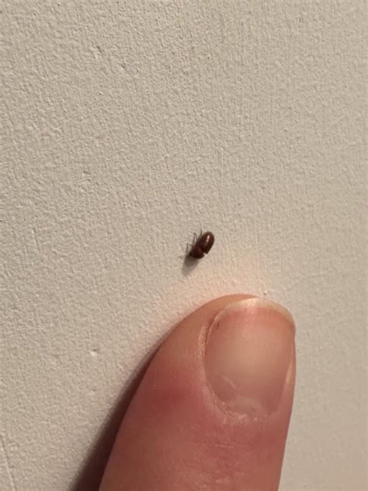What Are These Tiny Bugs Biting Me BEST GAMES WALKTHROUGH