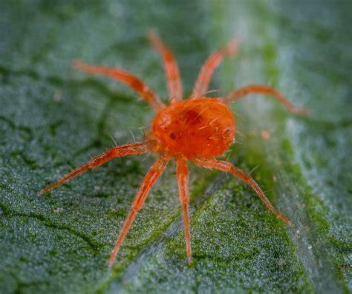 What Does The Red Spider Lily Mean In Demon Slayer Design Talk