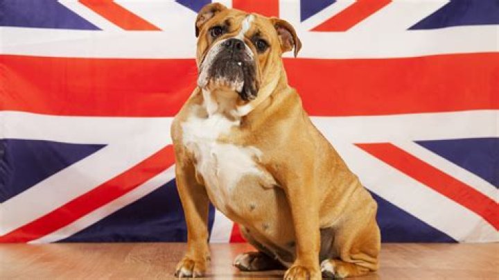 What Happened to British Dogs Marshall and Millions?