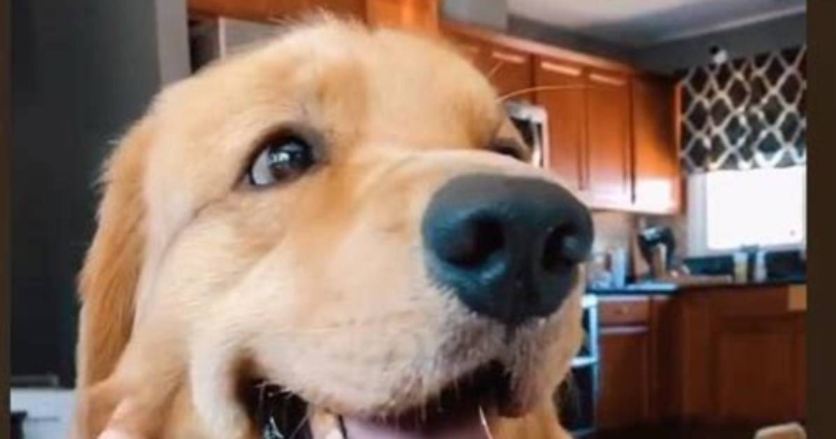 What Happened to Tucker Budzyn? Why His Owner Filed a Police Report