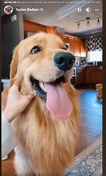 What Happened to Tucker Budzyn? Why His Owner Filed a Police Report