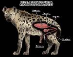 What Is a Female Hyena Called? - You'll Be Surprised!