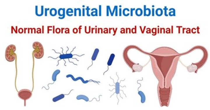 What Is Mixed Urogenital Flora?