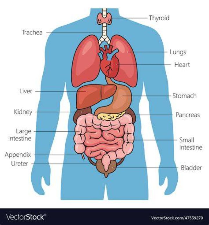 What Organ Is Located In The Lower Back Sciatica Symptoms, Causes