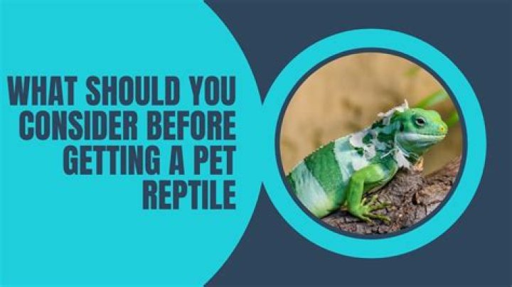 What Pet reptile should you get? Top 7 Best Reptiles For Beginners