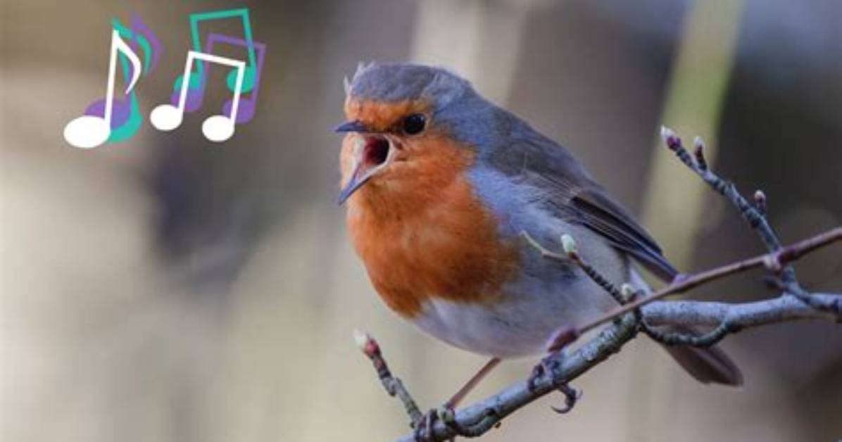 Why Do Birds Sing So Incredibly Loud in the Early Hours of the Morning?