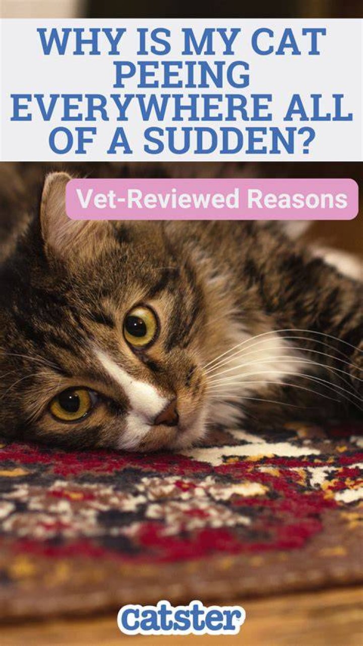 🐈Why Is My Cat Suddenly Peeing Outside the Litter Box?