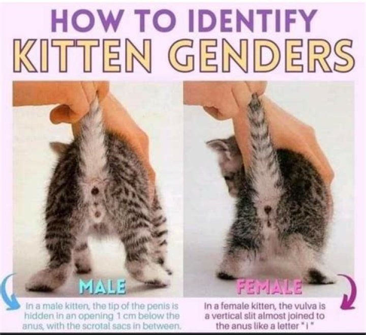 Why Is My Female Kitten Peeing Everywhere