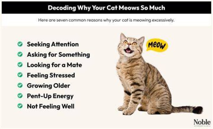 Why Is My Kitten Meowing? Reasons Why And Solutions