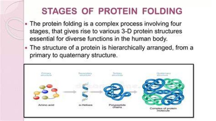 Why is protein folding important in Biology? [Detailed Guide] Daily