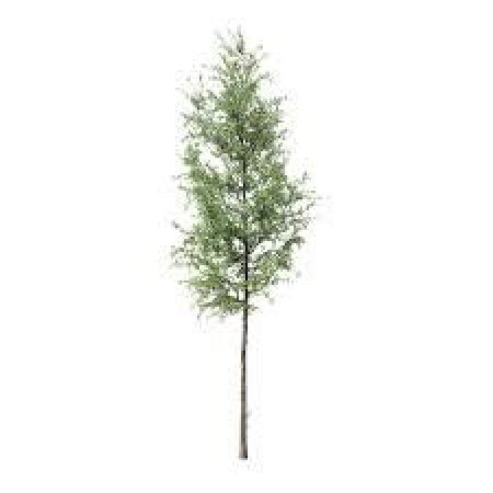 Willow Oak Sapling SpeedTree