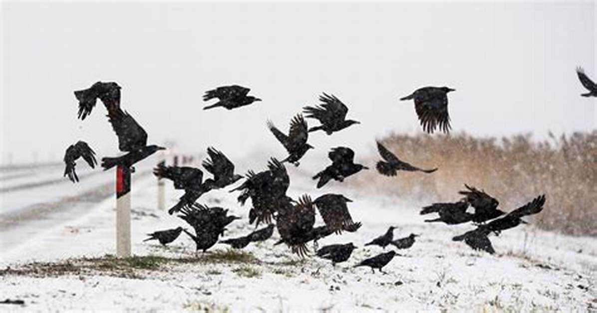 Woman Says Crow Attack Warned Her About Co-Worker's Death