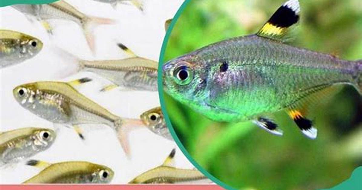 X-Ray Fish Facts: Interesting Things You Should Know About Them